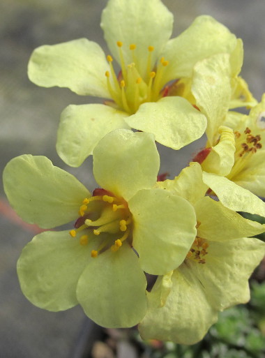 Saxifraga 'Vikos Gold'